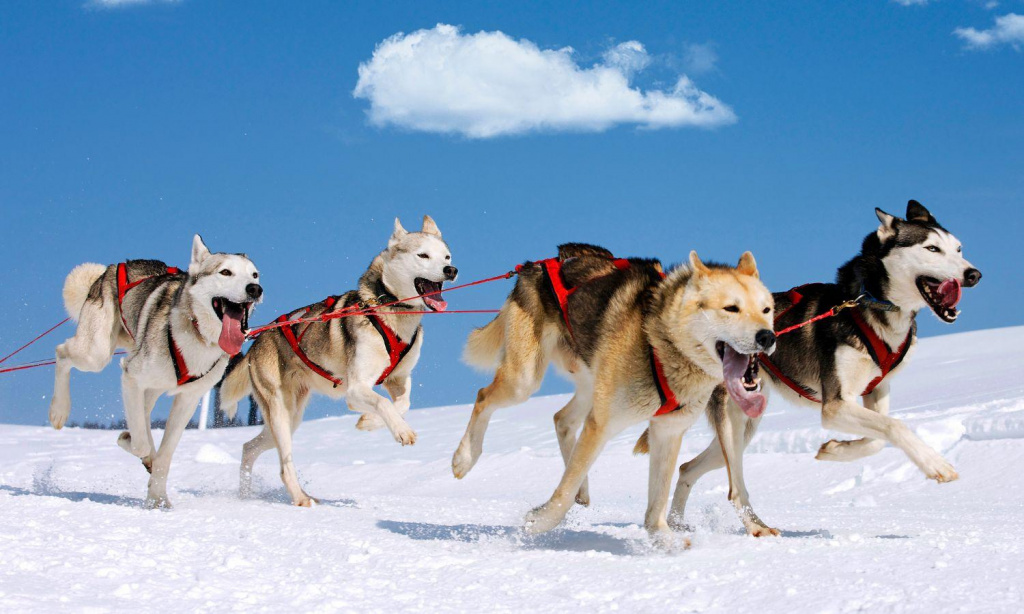 Trip to Lapland to visit Husky Kennel in Levi | Scandinavian Travel Group